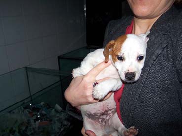Sequestrati 18 cuccioli da un negozio all’Eur