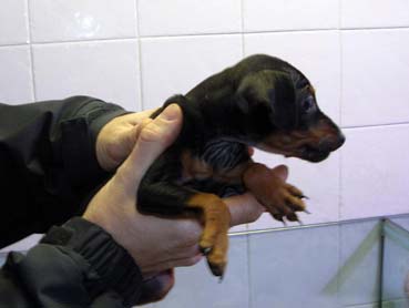 Sequestrati 18 cuccioli da un negozio all’Eur
