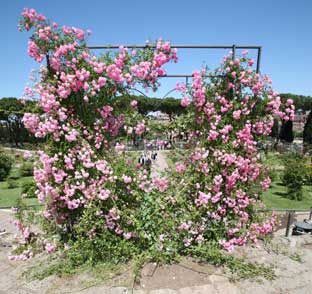 Da tutto il mondo le rose dello storico giardino sull’Aventino