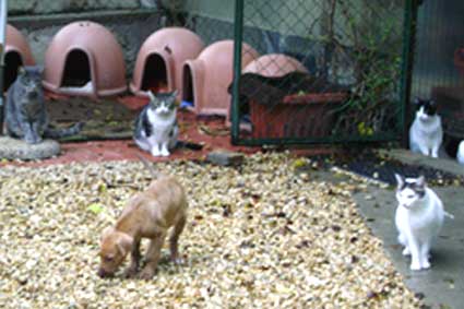L’AZALEA cerca volontari, fondi ed invita all’adozione di gatti