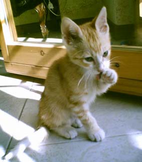 Il nuovo regolamento a tutela degli animali di Roma