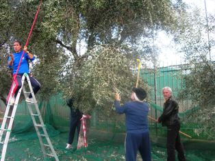 “Festa dell’olio”, dalla spremitura alla solidarietà