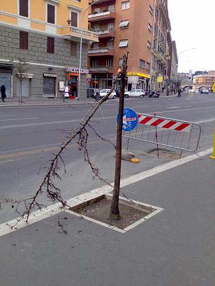 I prunus rinsecchiti di via Porta Cavalleggeri