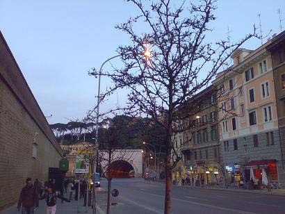I prunus rinsecchiti di via Porta Cavalleggeri