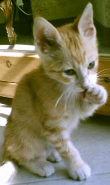 Terza edizione del Gattotour