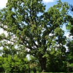 alberi secolari