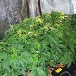 cannabis