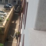 suicidio colli aniene