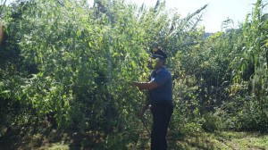 Carabinieri nella piantagione di marijuana di Cesano