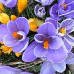 fiori