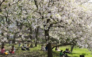 Hanami-2014-634x396