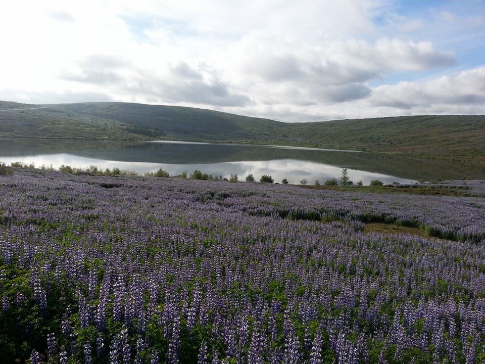 laghetto-lavanda-islanda