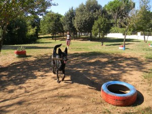 Area cani  100 zampe 1