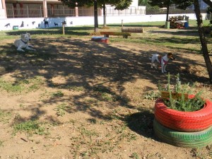 Area cani  100 zampe 3