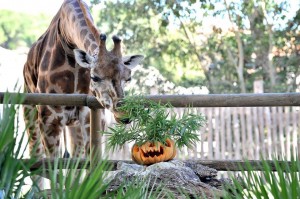 Giraffa halloween zoo roma