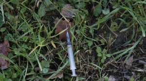 siringa nel parco
