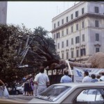 Alberone 1986 piantato