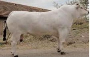 vitellone bianco