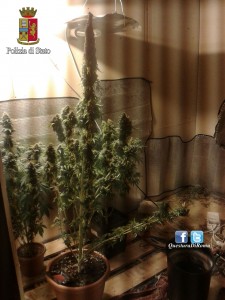 San Paolo marijuana (3)