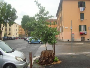 PlatanoRinato