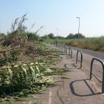 CiclabileInvasaDaCanne