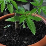pianta-di-marijuana