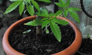 pianta-di-marijuana