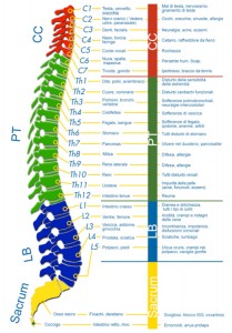 Schema della colonna vertebrale