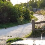 rattiparcocentocelle