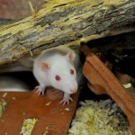 Ratto