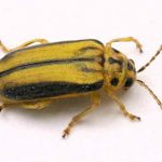 Xanthogaleruca luteola