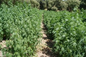 La pianta della marijuana (femminile)