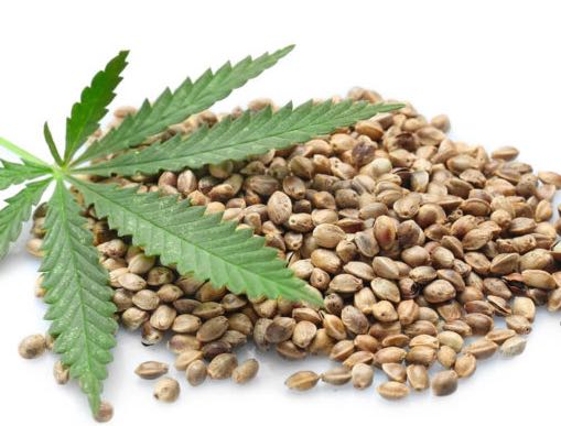 Legalizzazione dei semi di cannabis: cosa dice la legge italiana